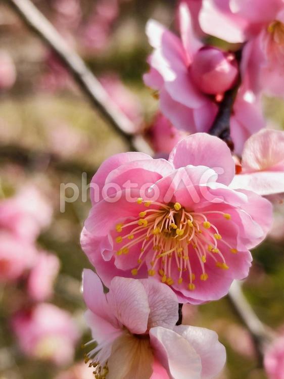 枝垂れ梅 梅,梅の花,枝垂れ梅の写真素材