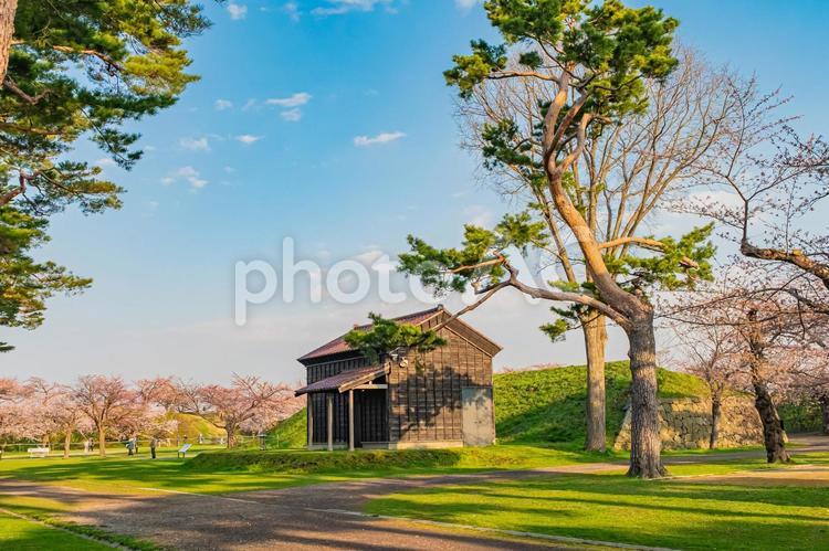 北海道　函館五稜郭公園の春 北海道,hokkaido,公園の写真素材