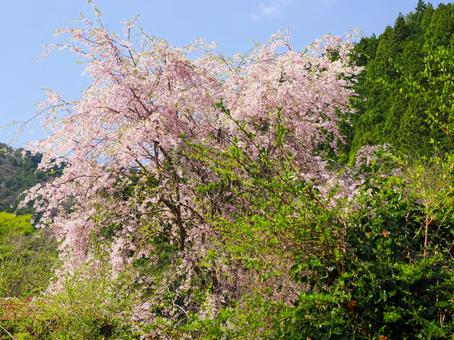 桜のある風景 桜のある風景 桜,サクラ,花の写真素材