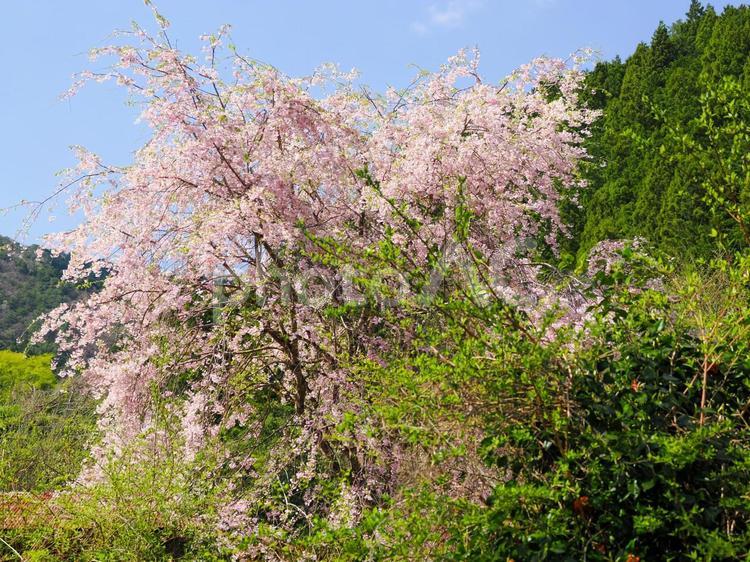 桜のある風景 桜,サクラ,花の写真素材