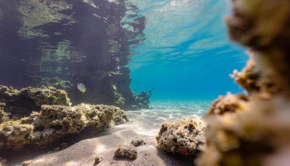海中から見た岩場に泳ぐ熱帯魚の写真