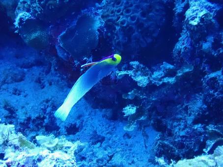 シコンハタタテハゼ シコンハタタテハゼ,ヘルフリッチ,ハゼの写真素材