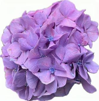 紫陽花 背景なし 紫陽花 背景なしの写真