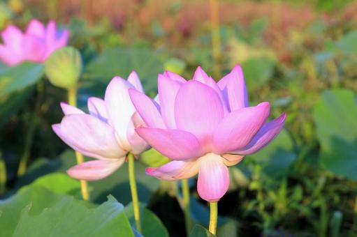 夏咲きのハスの花の写真