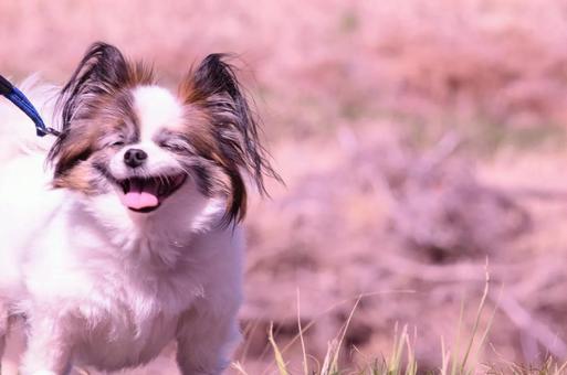 ニコニコわんこ ニコニコわんこの写真