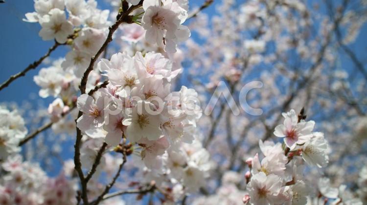 青空の下の桜 サクラ,春,ピンクの写真素材