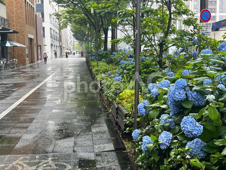 雨の御池通 梅雨,雨,あじさいの写真素材