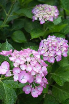 雨に濡れるピンクの紫陽花 雨に濡れるピンクの紫陽花の写真
