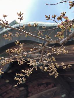 桜のつぼみ 桜のつぼみの写真