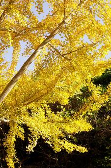 黄葉したイチョウの木 イチョウ,木,ギンナンの写真素材