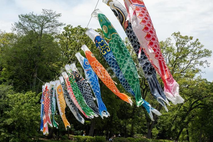 鯉のぼりの写真 鯉のぼり,こどもの日,お祝いの写真素材