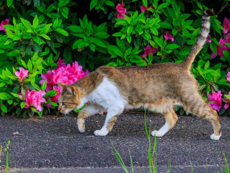 お花が似合う野良猫さんです。 お花が似合う野良猫さんです。 猫,野良猫,地域猫の写真素材
