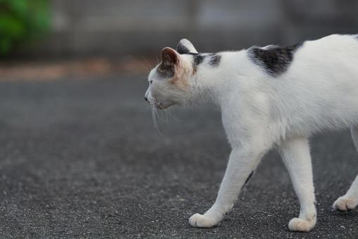 引き返して歩き出す牛柄猫 牛柄猫,cawcat,ハチワレ猫の写真素材