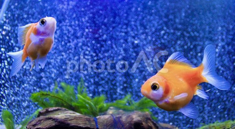 泳ぐ金魚・たまさば たまさば,ピンポンパール,金魚の写真素材