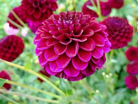 Dahlia in full bloom, JPG Dahlia in full bloom, JPG