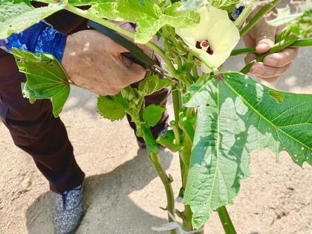 オクラの葉を剪定する男性 オクラの葉を剪定する男性 オクラ,夏野菜,野菜の写真素材