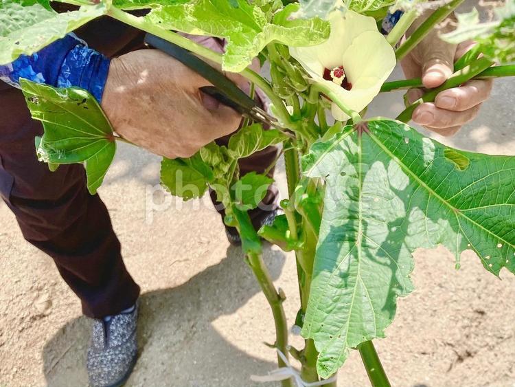 オクラの葉を剪定する男性 オクラ,夏野菜,野菜の写真素材