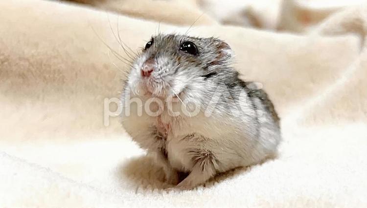 布団上のジャンガリアンハムスターの素材2 ジャンガリアンハムスター,ハムスター,飼育の写真素材