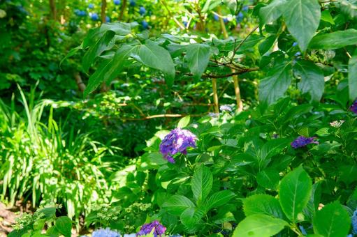 紫陽花 梅雨の季節 紫陽花 梅雨の季節の写真