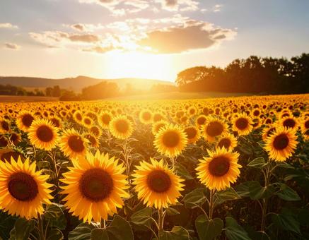 夏の終わりを告げるひまわりの風 夏の終わりを告げるひまわりの風の写真
