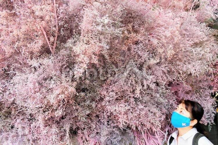 ロスフラワーを見上げる女性 女性,ロスフラワー,背景の写真素材