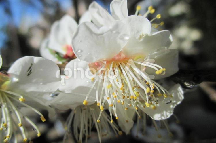 白梅の花 白梅,花,梅の写真素材