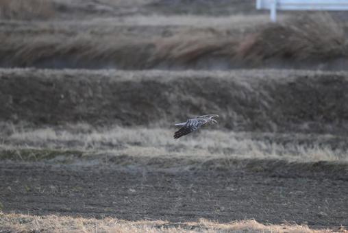 チュウヒ(大陸型) チュウヒ,大陸型,猛禽類の写真素材
