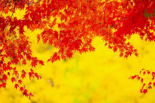 紅葉と銀杏 紅葉と銀杏 紅葉,銀杏,秋の写真素材