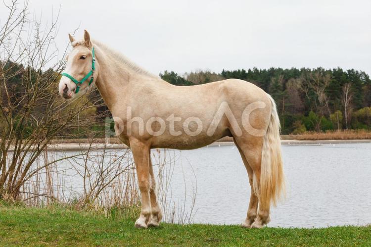 湖畔にたたずむ馬具をつけた馬 馬,全身,白の写真素材