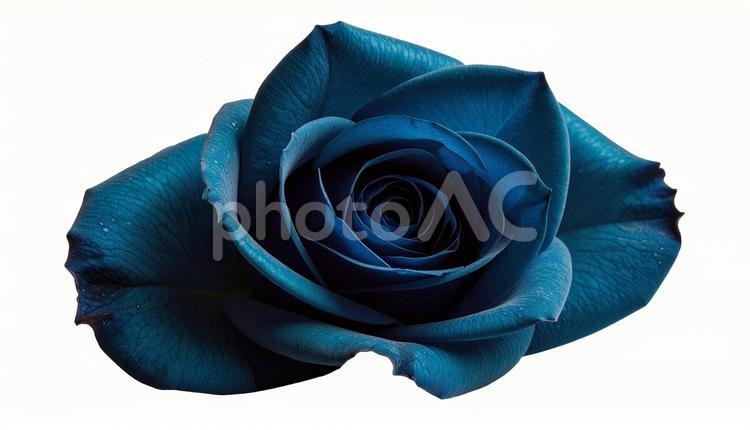 鮮やかなブルーローズの花（背景透過） 薔薇,ブルーローズ,花の写真素材