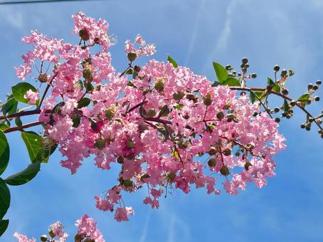 百日紅(さるすべり)の花 百日紅(さるすべり)の花の写真