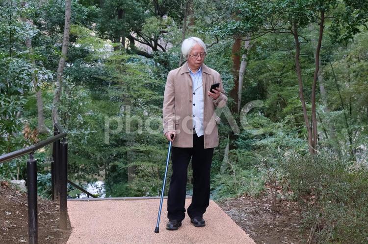 新緑の公園をスマホを見て散歩するシニア シニア,散歩,新緑の写真素材