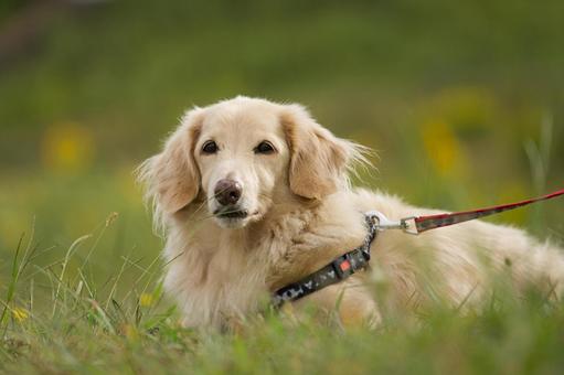 犬のポートレートの写真