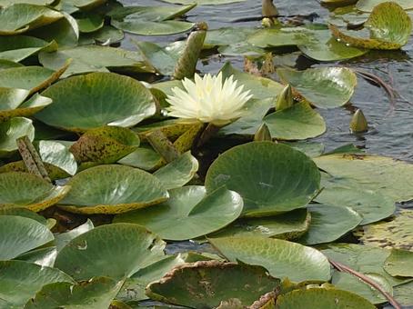 蓮の花 蓮の花 花,自然,池の写真素材