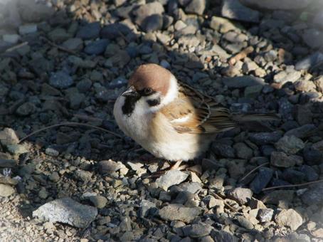A sparrow illuminated by a streak of light, JPG A sparrow illuminated by a streak of light, JPG