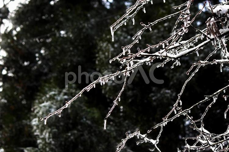 木の枝の氷② 樹氷,氷,きれいの写真素材