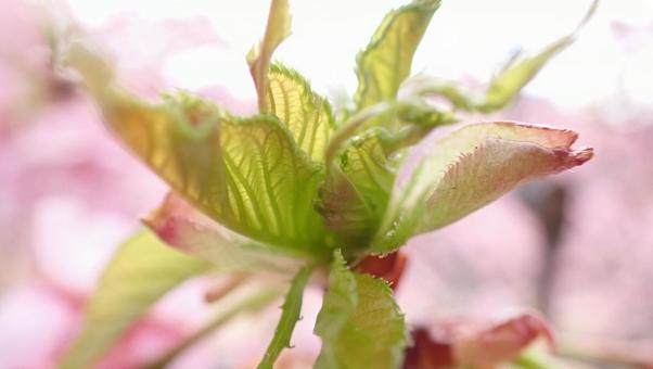 桜の葉っぱの写真