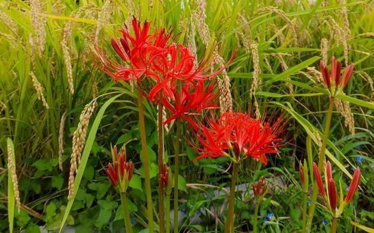 佐賀江里山の彼岸花 佐賀江里山,彼岸花,曼殊沙華の写真素材