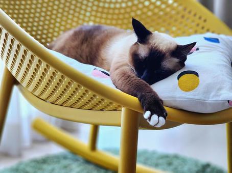 昼寝してるのシャム猫 昼寝してるのシャム猫 猫は癒し,猫の姿,可愛いの写真素材