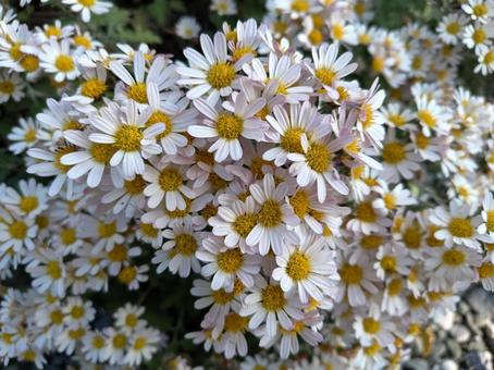 野菊 秋,自然,花畑の写真素材