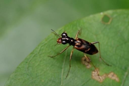 シロスジメダカハンミョウ シロスジメダカハンミョウ,ハンミョウ,甲虫の写真素材