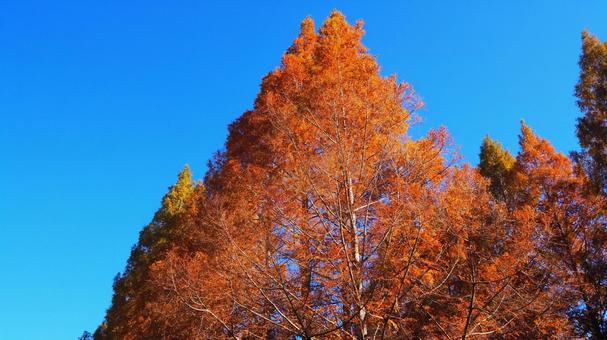 秋の亀山湖・メタセコイアの紅葉（君津市） 秋,メタセコイア,紅葉の写真素材