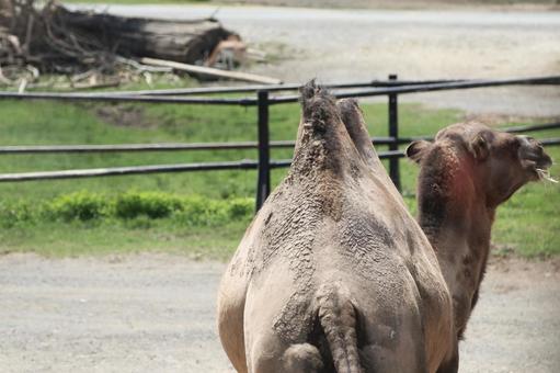 ラクダの後ろ姿 ラクダの後ろ姿 動物,ラクダ,生き物の写真素材