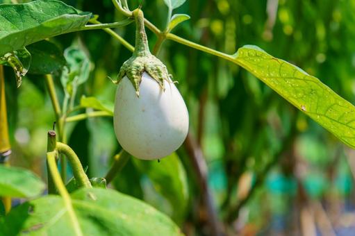 栽培家庭菜園で育つ白い茄子 栽培家庭菜園で育つ白い茄子 茄子,野菜,農業の写真素材