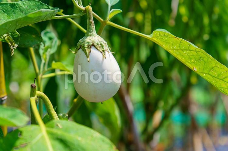 栽培家庭菜園で育つ白い茄子 茄子,野菜,農業の写真素材