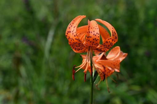 榛名ユウスゲの道で撮ったコオニユリの花 榛名ユウスゲの道で撮ったコオニユリの花の写真