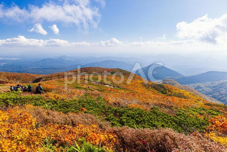 秋色に染まる　栗駒山の絶景 山,秋,紅葉の写真素材