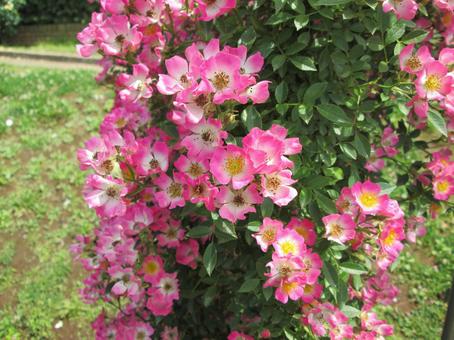 Photo, rose, flower, china, 