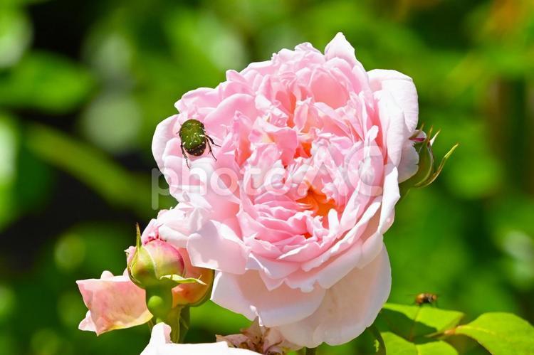 きれいな薔薇の花　豊田市西山公園 バラ,薔薇,花の写真素材