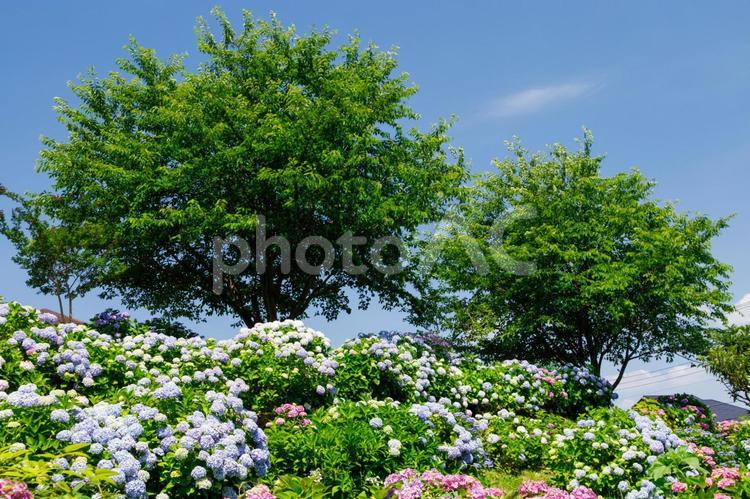 梅雨の晴れ間に咲く色とりどりの紫陽花 紫陽花,花,あじさいの写真素材